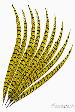 Fagiano Lady Armherst - 75-85 cm - giallo